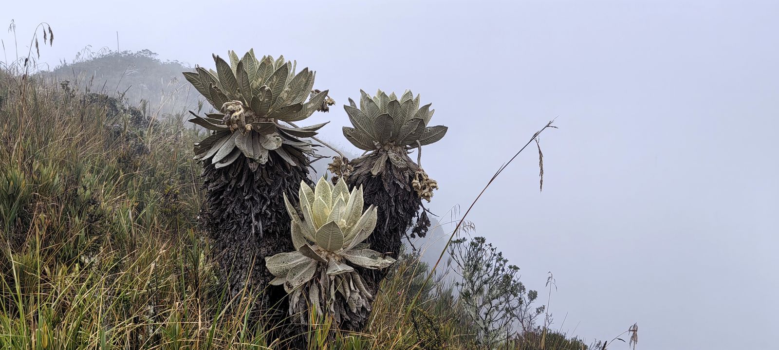 Frailejones en el páramo de Boyacá, Colombia